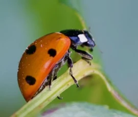 Cette photographie met en scène un **sucerote** (ou coccinelle) comme sujet principal. Le **cadrage serré** isole l’insecte sur une tige végétale, avec un arrière-plan flou et vert, accentuant le détail.La **lumière** naturelle, douce et légèrement latérale, met en valeur les couleurs vives. Les **teintes dominantes** sont le rouge orangé de l’insecte, ses points noirs et le vert frais de la plante.Le style est **macrophotographique**, réaliste et précis, créant une ambiance **naturelle et apaisante**, presque artistique. Les textures et les contrastes sont bien marqués.
