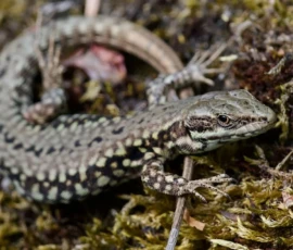 Cette photographie met en scène un **lézard** (probablement un gecko) comme sujet principal. Le **cadrage serré** isole l’animal sur un fond de mousse et de bois, créant une impression de proximité.La **composition** est naturelle, avec une attention portée aux détails texturés de l’écaille et du substrat. La **lumière**, douce et tamisée, accentue les contrastes entre les zones ombrées et éclairées, ajoutant du relief.Les **couleurs dominantes** sont des tons **verts mousseux, gris et bruns**, renforçant l’ambiance forestière et organique. Le style est **réaliste et documentaire**, évoquant une scène sauvage et authentique. L’ambiance est **calme et immersive**, presque mystérieuse.