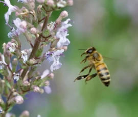 Cette photographie met en scène un **abeille** comme sujet principal, en vol près d’une **fleur de lavande**. La **composition** est simple et naturelle, avec un cadrage serré sur les détails.La lumière, douce et naturelle, met en valeur les textures et les couleurs. Les **teintes dominantes** sont les **vives nuances de jaune et noir** de l’abeille, contrastant avec les **tons pastel lavande** des fleurs.Le style est **documentaire et esthétique**, capturant un instant de vie avec une ambiance **pacifique et apaisante**, évoquant la nature et la biodiversité.