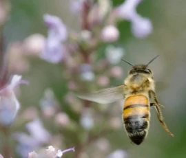 Cette photographie met en scène un **abeille** comme sujet principal, en vol près de fleurs violettes. Le **cadrage** est serré, centré sur l’insecte, avec un arrière-plan légèrement flou, mettant en valeur sa silhouette.La **lumière** naturelle, douce et légèrement latérale, accentue les détails et les couleurs. Les **teintes dominantes** sont les **jaunes, noirs et blancs** de l’abeille, contrastant avec les **violet pâle et verts** des fleurs et du feuillage.Le style est **naturel et documentaire**, capturant un instant précis. L’**ambiance** est apaisante et vivante, soulignant la beauté et l’importance des pollinisateurs.