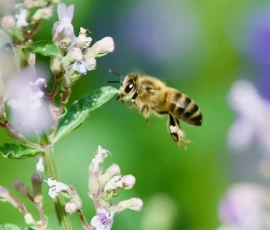 Cette photographie met en scène une **abeille** comme sujet principal, en vol près de petites fleurs blanches et bleues. La **composition** est simple et naturelle, avec un cadrage serré sur l’insecte et ses fleurs.La **lumière** est douce et naturelle, mettant en valeur les détails. Les **couleurs dominantes** sont des tons verts, blancs et bleus, créant une ambiance apaisante et printanière. Le **style** est photographique réaliste, avec une netteté précise. L’**ambiance** est paisible et évocatrice de la nature, soulignant la beauté et l’importance des pollinisateurs.