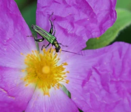 Cette photographie met en scène un **insecte** (probablement un syrphe ou un coléoptère) posé sur une **fleur violette** aux pétales délicats et au cœur jaune.La **composition** est simple et centrée, avec un **cadrage serré** qui isole le sujet. La **lumière**, naturelle et douce, met en valeur les détails et les textures. Les **couleurs dominantes** sont le violet intense des pétales et le jaune vif du centre, contrastant avec le vert des feuilles.Le **style** est naturaliste et précis, capturant un instant de calme. L’**ambiance** est paisible et presque poétique, soulignant la beauté de la nature.