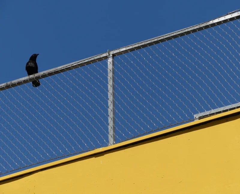 Marine · 14/06/2026 · 3718 x 3000 Cette photographie met en scène un **oiseau noir** perché sur une **structure métallique** en bordure d’un toit. La **composition** est épurée, avec un cadrage serré sur l’animal et les éléments architecturaux.La **lumière** est naturelle et semble vive, créant des contrastes nets. Les **couleurs dominantes** sont le **bleu intense** du ciel, le **jaune vif** du mur et le **gris métallique** de la structure.Le style est **minimaliste et documentaire**, avec une ambiance **calme et contemplative**, renforcée par la simplicité des formes et l’absence de détails superflus.