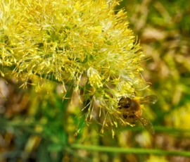 Cette photographie met en scène un **bouton floral jaune** en forme de pompon, sujet principal, avec une **abeille** en activité. La composition est serrée, centrée sur les détails de la fleur et de l’insecte.Le **cadrage** est rapproché, mettant en valeur les textures et les éléments naturels. La **lumière** naturelle, douce et légèrement dorée, accentue les contrastes. Les **couleurs dominantes** sont les **jaunes vifs** et les verts clairs, créant une ambiance printanière et vibrante.Le style est **réaliste et naturaliste**, avec une attention aux détails, évoquant une scène paisible et organique.