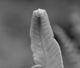 Cette photographie met en scène une feuille, sujet principal, probablement une feuille de fougère ou similaire. Le cadrage est serré, isolant presque entièrement la feuille, avec une composition centrée sur sa pointe.La lumière semble douce et naturelle, créant des contrastes subtils. En noir et blanc, les couleurs dominantes sont les nuances de gris, allant du clair au foncé.Le style est épuré et minimaliste, évoquant une ambiance presque abstraite et contemplative, mettant en valeur la texture délicate et la forme organique de la feuille.