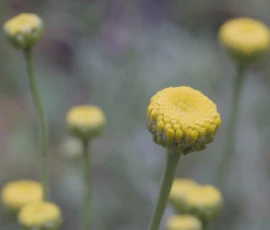 Cette photographie met en valeur des fleurs de type pissenlit ou taraxacum en premier plan. Le sujet principal est une fleur jaune centrale, légèrement floue, entourée d’autres fleurs similaires.La composition est naturelle et désordonnée, avec un cadrage serré qui isole les fleurs. La lumière douce et naturelle crée un effet doux et légèrement flou, suggérant une ambiance apaisante et poétique. Les couleurs dominantes sont le jaune vif des fleurs et les teintes vertes des tiges, sur un fond légèrement bleuté et flou. Le style est minimaliste et épuré, évoquant la sérénité de la nature.