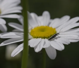 Cette photographie met en scène une marguerite comme sujet principal, avec son centre jaune vif et ses pétales blancs. La composition est simple et centrée, avec un léger flou d’arrière-plan qui isole la fleur.Le cadrage est serré, mettant en valeur les détails. La lumière naturelle, douce et légèrement tamisée, accentue les contrastes entre le jaune et le blanc. Les couleurs dominantes sont le blanc et le jaune, renforçant la fraîcheur du sujet.Le style est naturaliste et épuré, créant une ambiance paisible et délicate, évoquant la pureté et la sérénité de la nature.