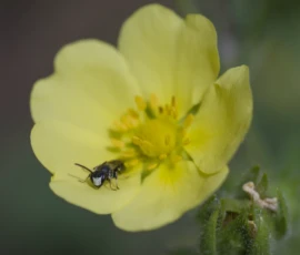 Cette photographie met en scène une fleur jaune, probablement un bouton d'or, comme sujet principal. Un petit insecte, probablement une mouche ou un syrphe, est posé sur ses étamines.La composition est centrée, avec un cadrage serré qui isole la fleur. La lumière naturelle, douce et légèrement tamisée, accentue les détails et crée des contrastes subtils. Les couleurs dominantes sont le jaune vif de la fleur et les verts environnants.Le style est naturaliste et minutieux, capturant un instant de vie avec une ambiance calme et poétique.