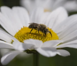 Cette photographie met en scène un **abeille** comme sujet principal, posée au centre d’une **fleur de marguerite** aux pétales blancs et cœur jaune.La **composition** est simple et centrée, avec un cadrage serré qui isole le sujet. La **lumière** naturelle, douce et légèrement latérale, met en valeur les détails et crée des contrastes subtils. Les **couleurs dominantes** sont le blanc des pétales, le jaune vif du centre et les teintes foncées de l’abeille.Le style est **naturel et réaliste**, évoquant une ambiance paisible et délicate, presque poétique.