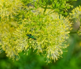 Cette photographie met en scène un **insecte** (probablement un syrphe) posé sur une **fleur en forme de boules vert pâle**, probablement un aulne ou un bouleau en fleurs.Le **cadrage** est serré, centré sur la fleur et l’insecte, avec un arrière-plan flou. La **lumière** naturelle est douce, mettant en valeur les détails. Les **couleurs dominantes** sont les verts clairs et le bleu métallique de l’insecte.Le style est **naturel et documentaire**, capturant un instant de vie avec une **ambiance paisible et délicate**.