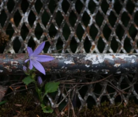 Cette photographie met en scène une petite fleur violette, probablement une primevère ou un myosotis, poussant entre une barre métallique rouillée et un grillage. Le cadrage serré isole le sujet, créant un contraste saisissant entre la nature fragile et l’environnement urbain dégradé. La lumière, tamisée et naturelle, accentue les tons sombres et les textures rugueuses du métal, tandis que la fleur apporte une touche de couleur vive et délicate.L’ambiance est à la fois mélancolique et poétique, évoquant la résilience de la vie dans des milieux hostiles. Le style est réaliste et documentaire.