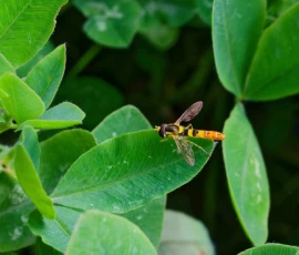 Cette photographie met en scène un **insecte**, probablement une libellule ou une demoiselle, posé sur une feuille.Le **cadrage** est serré, centré sur l’insecte et ses feuilles vertes. La **composition** est naturelle, avec un arrière-plan légèrement flou, mettant en valeur le sujet. La **lumière** semble douce et naturelle, éclairant l’insecte et les feuilles sans créer d’ombres marquées.Les **couleurs dominantes** sont les verts vifs des feuilles et les teintes orangées et noires de l’insecte. Le style est **documentaire et esthétique**, capturant un instant de vie avec précision. L’**ambiance** est calme et organique, évoquant la nature et la sérénité.