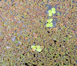 Cette photographie montre principalement des **fleurs de lotus en boutons** émergent d’un **feutrage dense de végétation aquatique**.La **composition** est naturelle et désordonnée, avec un cadrage serré sur les plantes. La **lumière**, douce et diffuse, semble naturelle, créant des ombres légères. Les **couleurs dominantes** sont des verts variés, des bruns et des touches de jaune vif sur les boutons.Le style est **documentaire et réaliste**, évoquant une **ambiance paisible et organique**, typique d’un écosystème aquatique.