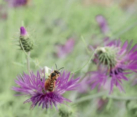 Cette photographie met en scène un **abeille** comme sujet principal, posée sur une fleur de **teigne du plantain** aux pétales pourpres. La **composition** est simple et naturelle, avec un cadrage serré qui isole les éléments.La **lumière** douce et naturelle accentue les détails, créant des contrastes subtils. Les **couleurs dominantes** sont les tons **violet profond** des fleurs et les **teintes vertes** du feuillage environnant.Le style est **documentaire et poétique**, évoquant une ambiance paisible et organique, typique de la nature.