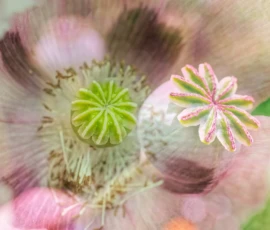 Cette photographie met en scène le cœur d’une fleur en bouton, probablement un pissenlit ou une fleur similaire. Le sujet principal est le centre vert et dense entouré de pétales roses et blancs légèrement entrouverts.Le cadrage est serré, isolant la structure interne de la fleur. La lumière naturelle, douce et diffuse, accentue les détails et les textures. Les couleurs dominantes sont les verts vifs, les roses pâles et les blancs délicats.Le style est naturaliste et minutieux, capturant une beauté épurée et presque poétique. L’ambiance est apaisante, évoquant la fragilité et la renaissance.