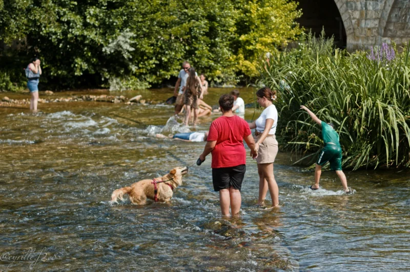 Cyrille · 28/06/2026 · 2026 x 1347 Cette photographie capture un groupe de personnes et de chiens dans une rivière peu profonde. Le sujet principal est un homme en rouge tenant un chien, entouré d'autres individus et animaux en train de jouer dans l'eau.La composition est dynamique, avec un cadrage large montrant l'activité en mouvement. La lumière semble naturelle, probablement en journée, avec des ombres douces. Les couleurs dominantes sont les verts des végétaux, les tons bleus de l'eau et les couleurs vives des vêtements, créant une ambiance joyeuse et détendue. Le style est documentaire et spontané, évoquant une scène de loisir en plein air.