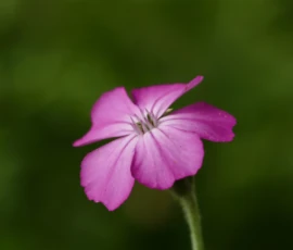 Cette photographie met en valeur une fleur délicate, probablement une pensée ou une gypsophile, en gros plan. Le sujet principal est centré, avec un cadrage serré qui isole la fleur sur un fond flou et vert, créant un effet de profondeur.La lumière douce et naturelle met en relief les pétales, accentuant leur texture et leur délicatesse. Les couleurs dominantes sont le violet pâle et le vert, renforçant une ambiance apaisante et poétique. Le style est épuré et minimaliste, avec une attention portée aux détails naturels. L’ambiance est douce et contemplative, évoquant la fragilité et la beauté de la nature.