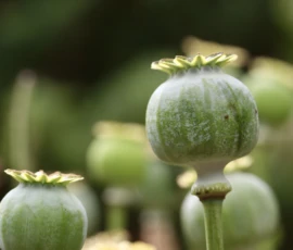 Cette photographie met en scène des **capsules de pavot** comme sujet principal, encore fermées et vert pâle. La **composition** est simple et naturelle, avec un cadrage serré sur quelques capsules, légèrement floues en arrière-plan.La **lumière** douce et naturelle crée des contrastes subtils, mettant en valeur les textures. Les **couleurs dominantes** sont des verts clairs et gris-bleutés, évoquant la fraîcheur et la délicatesse.Le **style** est documentaire et minimaliste, tandis que l’**ambiance** est paisible et presque mystique, soulignant la beauté discrète de la nature.