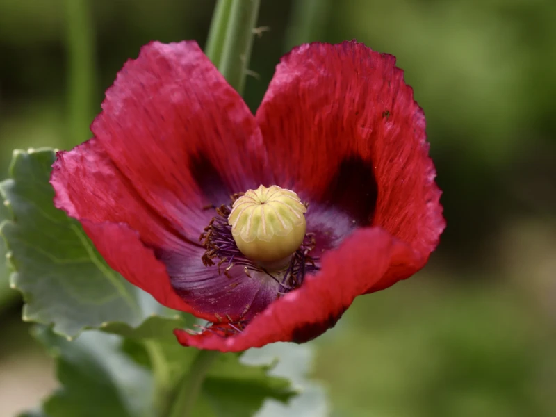 Francoise · 07/06/2026 · 6000 x 4000 Cette photographie met en valeur une fleur de coquelicot en gros plan. Le sujet principal est le cœur de la fleur, avec ses pétales rouges vifs et son centre jaune verdâtre. La composition est centrée, avec un cadrage serré qui isole la fleur.La lumière naturelle, douce et légèrement tamisée, accentue les détails et les textures. Les couleurs dominantes sont le rouge éclatant des pétales et le vert des feuilles en arrière-plan. Le style est photographique naturaliste, mettant en avant la beauté délicate et épurée de la nature. L’ambiance est paisible et poétique.