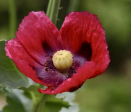 Cette photographie met en valeur une fleur de coquelicot en gros plan. Le sujet principal est le cœur de la fleur, avec ses pétales rouges vifs et son centre jaune verdâtre. La composition est centrée, avec un cadrage serré qui isole la fleur.La lumière naturelle, douce et légèrement tamisée, accentue les détails et les textures. Les couleurs dominantes sont le rouge éclatant des pétales et le vert des feuilles en arrière-plan. Le style est photographique naturaliste, mettant en avant la beauté délicate et épurée de la nature. L’ambiance est paisible et poétique.