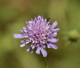 Cette photographie met en valeur une fleur sauvage aux pétales fins et violets, probablement une scabieuse. Le sujet principal est centré, avec un cadrage serré qui isole la fleur sur un fond légèrement flou de feuilles vertes. La lumière douce et naturelle accentue les détails délicats des pétales et crée une ambiance apaisante. Les couleurs dominantes sont les tons violets de la fleur et les verts variés de l’arrière-plan. Le style est épuré et naturaliste, évoquant une sensation de fraîcheur et de sérénité, typique d’un instant capturé dans la nature.