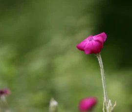 Cette photographie met en valeur un petit bouton floral rose foncé, presque violet, en train de s'épanouir. Le sujet principal est net et centré, tandis que le reste de l'image est flou, créant un effet de profondeur.Le cadrage est serré, isolant le bouton. La lumière douce et naturelle met en valeur les détails délicats, avec une ambiance douce et légèrement mystérieuse. Les couleurs dominantes sont les tons verts de l'arrière-plan et le rose-violet du bourgeon. Le style est épuré et naturel, évoquant une sensation de calme et de sérénité.