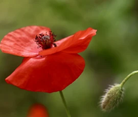 Cette photographie met en valeur une **pivoine rouge** (ou coquelicot) comme sujet principal. La **composition** est simple et épurée, avec un cadrage serré sur la fleur légèrement floue en arrière-plan.La **lumière** naturelle, douce et tamisée, accentue les détails et les textures. Les **couleurs dominantes** sont le rouge vif de la fleur et les verts naturels de l’arrière-plan.Le **style** est photographique, réaliste et légèrement artistique grâce au flou d’arrière-plan. L’**ambiance** est apaisante et poétique, évoquant la beauté fragile de la nature.