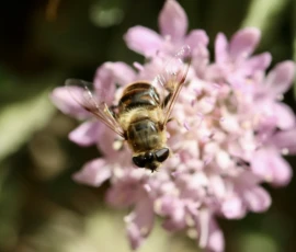 Cette photographie met en scène un **abeille** comme sujet principal, posée sur une **fleur aux pétales fins et roses**. La **composition** est centrée sur l’insecte et sa fleur, avec un arrière-plan légèrement flou, créant un effet de profondeur.Le **cadrage** est serré, mettant l’accent sur les détails. La **lumière**, douce et naturelle, éclaire délicatement la scène, accentuant les textures. Les **couleurs dominantes** sont des teintes pastel roses et vertes, avec des touches de jaune sur l’abeille.Le style est **naturel et documentaire**, évoquant une **ambiance paisible et poétique**, soulignant la beauté de la nature et la vie miniature.