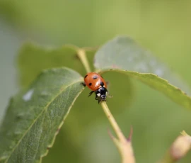 Cette photographie met en scène un **sucerotte (coccinelle)** comme sujet principal, posée sur une feuille verte. La **composition** est simple et centrée, avec un cadrage serré qui isole l’insecte et ses feuilles.La **lumière** naturelle, douce et légèrement tamisée, crée un éclairage naturel et met en valeur les détails. Les **couleurs dominantes** sont le **rouge vif** de la coccinelle et le **vert frais** des feuilles, contrastant harmonieusement.Le **style** est photographique naturaliste, avec une **ambiance** paisible et délicate, évoquant la nature et la vie miniature.