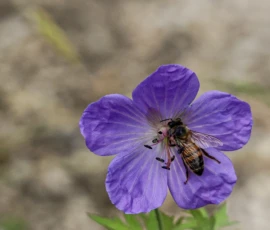 Cette photographie met en scène une fleur violette, probablement une pensée ou un type de géranium, comme sujet principal. Un petit insecte, probablement une abeille ou un bourdon, est posé sur son centre.La composition est simple et centrée, avec un cadrage serré qui isole la fleur. La lumière naturelle semble douce et diffuse, mettant en valeur les détails de la fleur et créant des contrastes subtils. Les couleurs dominantes sont les violets profonds et les verts clairs, renforçant une ambiance naturelle et paisible. Le style est réaliste et photographique, sans retouche apparente, évoquant une scène calme et délicate de la nature.