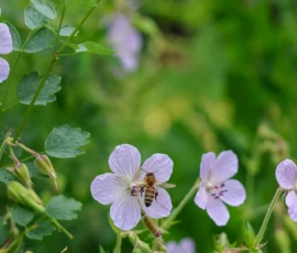 Cette photographie met en scène des petites fleurs blanches et vioacées, probablement des gypsophiles, avec des feuilles vertes et claires en arrière-plan. Le sujet principal est une fleur centrale sur laquelle un bourdon est posé.La composition est naturelle et équilibrée, avec un cadrage serré qui isole les fleurs et leur environnement immédiat. La lumière est douce et naturelle, créant des ombres légères et mettant en valeur les détails des pétales. Les couleurs dominantes sont les verts vifs des feuilles et les tons pastel des fleurs, renforçant une ambiance paisible et délicate. Le style est photographique réaliste, avec une attention aux détails et une touche de douceur poétique.