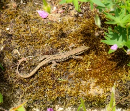 Cette photographie met en scène un lézard comme sujet principal, posé sur un tronc recouvert de mousse et de lichens. La composition est naturelle, avec des feuilles et fleurs en arrière-plan. Le cadrage est serré, centré sur l'animal et son environnement immédiat.La lumière semble douce et naturelle, probablement en plein jour, créant des ombres légères. Les couleurs dominantes sont les verts et bruns de la végétation, avec des touches de violet des fleurs. Le style est réaliste et documentaire, capturant une scène authentique. L’ambiance est calme et sauvage, évoquant un écosystème préservé.