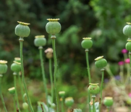 Cette photographie met en scène des **capsules de pavot** comme sujet principal, disposées verticalement au premier plan. La **composition** est simple et naturelle, avec un cadrage serré sur les plantes, mettant en valeur leur texture et leur forme.La **lumière** est douce et naturelle, probablement en journée, créant des ombres légères. Les **couleurs dominantes** sont des verts vifs et des teintes grises-vertes des capsules, avec quelques touches de rose et de vert plus profond en arrière-plan.Le **style** est réaliste et documentaire, évoquant une **ambiance** paisible et organique, typique d’un champ ou d’un jardin sauvage.