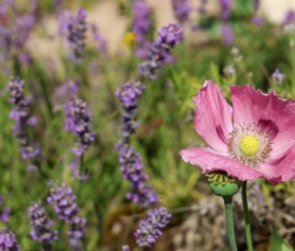 Cette photographie met en valeur une fleur de coquelicot rose en premier plan, légèrement floue mais bien distincte. En arrière-plan, des lavandes violettes forment une toile dense et texturée.Le cadrage est serré sur la fleur, avec une profondeur de champ réduite pour accentuer le contraste. La lumière naturelle, douce et légèrement dorée, éclaire la scène, créant une ambiance apaisante et lumineuse. Les couleurs dominantes sont le rose vif du coquelicot et le violet des lavandes, rehaussées par des touches de vert et de jaune.Le style est naturel et spontané, évoquant une ambiance champêtre et poétique.