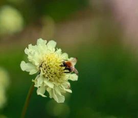 Cette photographie met en scène un petit insecte, probablement une abeille ou un bourdon, posé sur une fleur discrète aux pétales fins et blancs, légèrement jaunâtres au centre.La composition est simple et centrée, avec un cadrage serré qui isole le sujet. L'arrière-plan flou, de teintes vertes, accentue la netteté de la fleur et de l’insecte. La lumière douce et naturelle crée une ambiance apaisante et lumineuse, mettant en valeur les détails délicats.Les couleurs dominantes sont les verts, les blancs et les touches de jaune, dans un style photographique réaliste et poétique. L’ambiance est calme et naturelle, évoquant la sérénité de la nature.