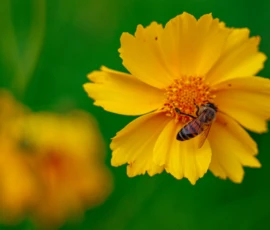 Cette photographie met en scène une **fleur de cosmos jaune** comme sujet principal, avec un **insecte pollinisateur** (probablement une abeille ou un bourdon) posé sur ses pétales. La **composition** est simple et centrée, avec un **cadrage serré** qui isole la fleur et son visiteur.La **lumière** est douce et naturelle, mettant en valeur les détails. Les **couleurs dominantes** sont des **tons chauds de jaune et d’orange**, contrastant avec le vert foncé de l’arrière-plan. Le style est **réaliste et naturaliste**, évoquant une **ambiance paisible et vivifiante**, typique d’un jardin ensoleillé.
