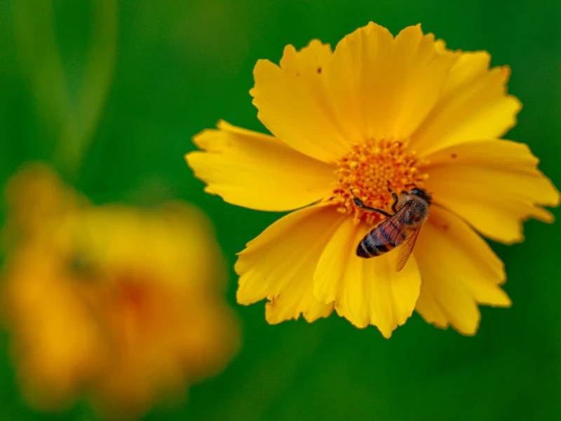 Cédric · 07/06/2026 · 4136 x 2757 Cette photographie met en scène une **fleur de cosmos jaune** comme sujet principal, avec un **insecte pollinisateur** (probablement une abeille ou un bourdon) posé sur ses pétales. La **composition** est simple et centrée, avec un **cadrage serré** qui isole la fleur et son visiteur.La **lumière** est douce et naturelle, mettant en valeur les détails. Les **couleurs dominantes** sont des **tons chauds de jaune et d’orange**, contrastant avec le vert foncé de l’arrière-plan. Le style est **réaliste et naturaliste**, évoquant une **ambiance paisible et vivifiante**, typique d’un jardin ensoleillé.