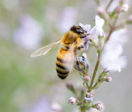 Cette photographie met en scène une **abeille** comme sujet principal, en vol près d’une fleur discrète. La **composition** est simple et épurée, centrée sur l’insecte et ses ailes légèrement floues, suggérant le mouvement.Le **cadrage** est serré, isolant l’abeille et quelques détails floraux. La **lumière**, douce et naturelle, éclaire délicatement la scène sans ombre marquée. Les **couleurs dominantes** sont des tons pastel : blanc, jaune pâle et vert tendre, renforçant une ambiance apaisante et naturelle.Le **style** est documentaire et poétique, capturant un instant de vie avec précision. L’**ambiance** est sereine, évoquant la fragilité et la beauté de la nature.