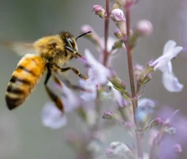 Cette photographie met en scène une **abeille** comme sujet principal, en train de butiner une fleur. La **composition** est simple et naturelle, centrée sur l’insecte et ses détails.Le **cadrage** est serré, mettant en valeur les textures et les couleurs. La **lumière**, douce et naturelle, éclaire l’abeille et la fleur, créant des contrastes subtils. Les **couleurs dominantes** sont des tons chauds (jaune et orange de l’abeille) et des teintes pastel (lilas et vert pâle des fleurs).Le **style** est réaliste et photographique, sans retouche apparente. L’**ambiance** est paisible et délicate, évoquant la nature et la vie microscopique.