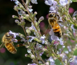Cette photographie met en scène deux **abeilles** comme sujets principaux, en train de butiner des **fleurs violettes** en forme de grappes. La **composition** est naturelle et équilibrée, avec un cadrage serré sur les fleurs et les insectes. La **lumière** semble douce et naturelle, mettant en valeur les détails.Les **couleurs dominantes** sont les **tons violets des fleurs**, les **jaunes et noirs des abeilles**, et les verts des tiges. Le style est **documentaire et réaliste**, capturant un moment de vie dans la nature. L’**ambiance** est paisible et vivante, évoquant la pollinisation et la beauté éphémère de la flore.