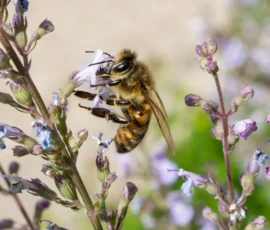 Cette photographie met en scène une **abeille** comme sujet principal, posée sur des fleurs bleutées. La **composition** est simple et naturelle, centrée sur l’insecte et ses détails.Le **cadrage** est serré, isolant l’abeille et quelques fleurs. La **lumière** douce et naturelle crée des contrastes subtils, mettant en valeur les textures.Les **couleurs dominantes** sont les teintes bleues des fleurs, les tons jaunes et noirs de l’abeille, et des verts clairs en arrière-plan. Le style est **documentaire et poétique**, évoquant une **ambiance paisible et organique**.