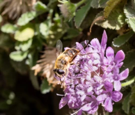 Cette photographie met en scène un **abeille** ou un **insecte pollinisateur** comme sujet principal, posé sur des **fleurs violettes** en forme de grappes.La **composition** est naturelle, avec un cadrage serré sur les fleurs et l’insecte. La **lumière** est douce et semble naturelle, mettant en valeur les détails sans ombre marquée. Les **couleurs dominantes** sont les **violet clair** des fleurs et les **verts** des feuilles, créant un contraste harmonieux.Le **style** est photographique réaliste, avec une ambiance **sereine et délicate**, évoquant la beauté de la nature et la vie des pollinisateurs.