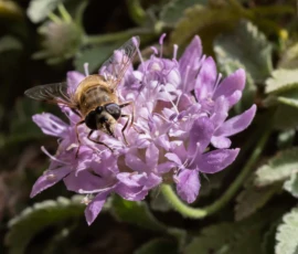 Cette photographie met en scène un **bombyle**, une mouche à l’aspect d’abeille, posé sur une **fleur violette** en forme de cloche. La **composition** est centrée, avec un cadrage serré sur la fleur et son pollinisateur.La **lumière** naturelle, douce et légèrement latérale, met en valeur les détails. Les **couleurs dominantes** sont les **violet pâle**, **vert profond** des feuilles et les teintes **jaunâtres** de l’insecte. Le style est **documentaire et naturaliste**, capturant un instant de vie avec précision. L’**ambiance** est paisible et délicate, évoquant la beauté discrète de la nature.