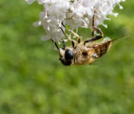 Cette photographie met en scène un **abeille** comme sujet principal, en train de butiner une fleur blanche. La **composition** est centrée sur l’insecte, avec un **cadrage serré** qui isole le sujet sur un fond flou de végétation verte.La **lumière** naturelle met en valeur les détails de l’abeille et des pétales, créant des contrastes doux. Les **couleurs dominantes** sont le blanc des fleurs, le brun-jaune de l’abeille et le vert du feuillage.Le **style** est réaliste et naturaliste, avec une ambiance **calme et délicate**, soulignant la beauté de la nature et l’importance des pollinisateurs.