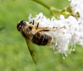 Cette photographie met en scène un insecte, probablement une abeille ou un bourdon, comme sujet principal. Le cadrage est serré, centré sur l’insecte en vol près d’une fleur blanche et duveteuse, ce qui crée un effet de proximité et de détail.La lumière est naturelle et douce, mettant en valeur les textures et les couleurs. Les tons dominants sont les blancs de la fleur, les teintes brunes et noires de l’insecte, et les verts clairs de l’arrière-plan flou. Le style est réaliste et naturaliste, évoquant une ambiance paisible et délicate, typique de la nature.