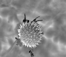 Cette photographie montre un **acarien** (probablement un acarien à corps gras) sous un microscope.Le **sujet principal** est cet acarien, centré dans le cadre. La **composition** est épurée, avec un fond flou et texturé, mettant en valeur sa structure segmentée et ses pattes fines. Le **cadrage** est serré, isolant l’acarien.La **lumière** semble provenir d’une source uniforme, typique des images microscopiques, créant des contrastes nets. Les **couleurs dominantes** sont en niveaux de gris, avec des nuances claires et sombres.Le **style** est documentaire et scientifique, tandis que l’**ambiance** est froide et technique, révélant les détails biologiques avec précision.