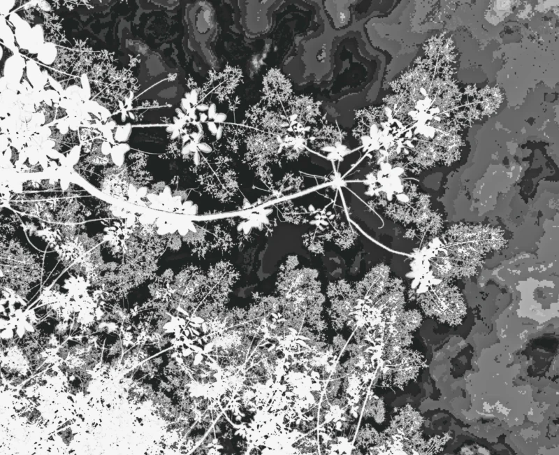 Monique · 21/05/2026 · 3666 x 2981 Cette photographie en noir et blanc montre un réseau de **fils électriques** aériens traversant une forêt clairsemée. Le **sujet principal** est la tension entre nature et artifice.La **composition** est dense, avec des arbres aux branches dénudées ou partiellement couvertes de feuilles. Le **cadrage** est serré, centré sur les fils et les branches, créant un contraste visuel.La **lumière** semble naturelle, probablement en journée, mais le traitement en noir et blanc accentue les contrastes. Les **couleurs dominantes** sont les nuances de gris, renforçant l’aspect monochrome et dramatique.Le **style** est documentaire et épuré, évoquant une **ambiance** à la fois mélancolique et industrielle.
