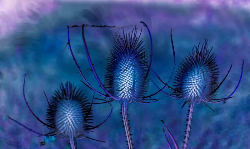 Monique · 14/07/2026 · 5971 x 3571 Cette photographie met en scène trois boules de bardane, sujet principal aux textures épineuses et sphériques. La composition est symétrique et épurée, avec un cadrage serré sur les fleurs.Les couleurs dominantes sont des teintes bleutées et violettées, créant une ambiance mystique et onirique. La lumière semble douce et tamisée, ajoutant une touche artistique et presque irréelle à l'image. Le style évoque une esthétique fantastique ou numérique, renforcée par les dégradés de couleurs et les effets de flou en arrière-plan.