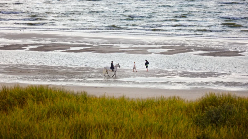 Yvon · 19/08/2026 · 4000 x 2250 Un cheval blanc est monté par une personne sur une plage, accompagné de deux autres personnes marchant à proximité, près