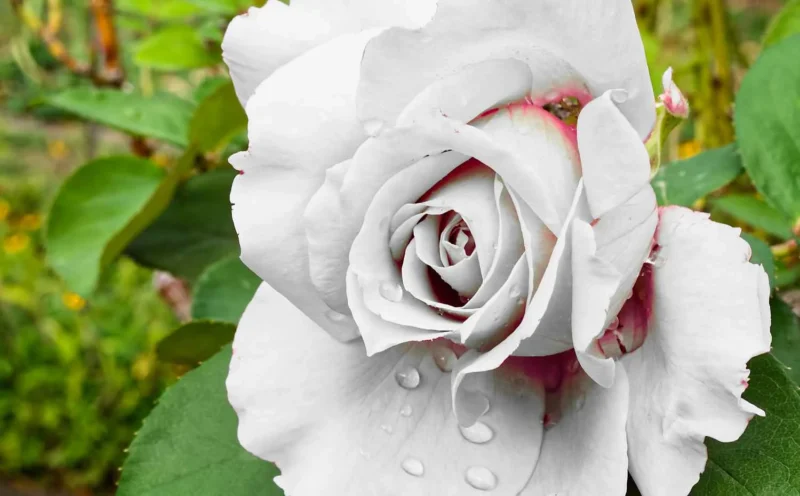 Monique · 25/09/2026 · 1500 x 930 Rose blanche légèrement teintée de rose, couverte de gouttelettes d'eau, entourée de feuilles vertes sur fond flou